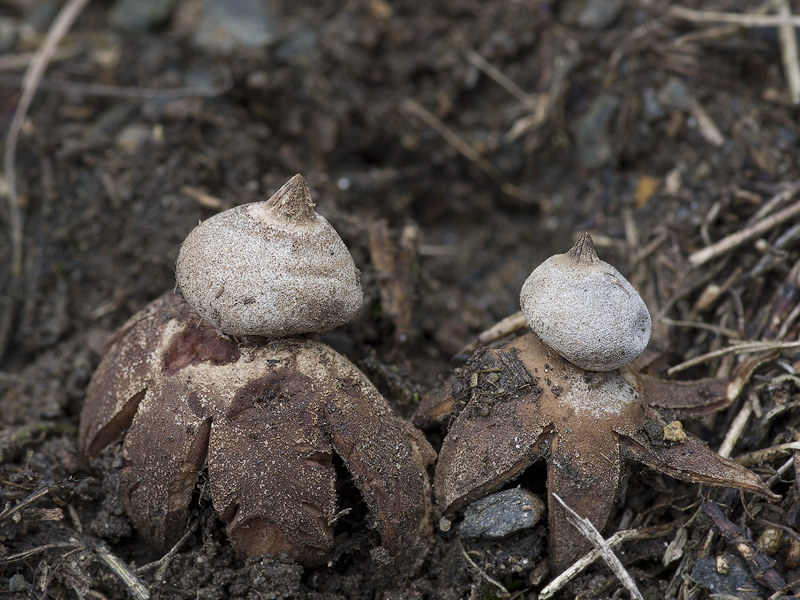 Geastrum campestre